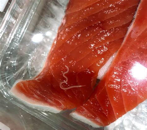 worms in fish|Worms in Fish Sea Stat.